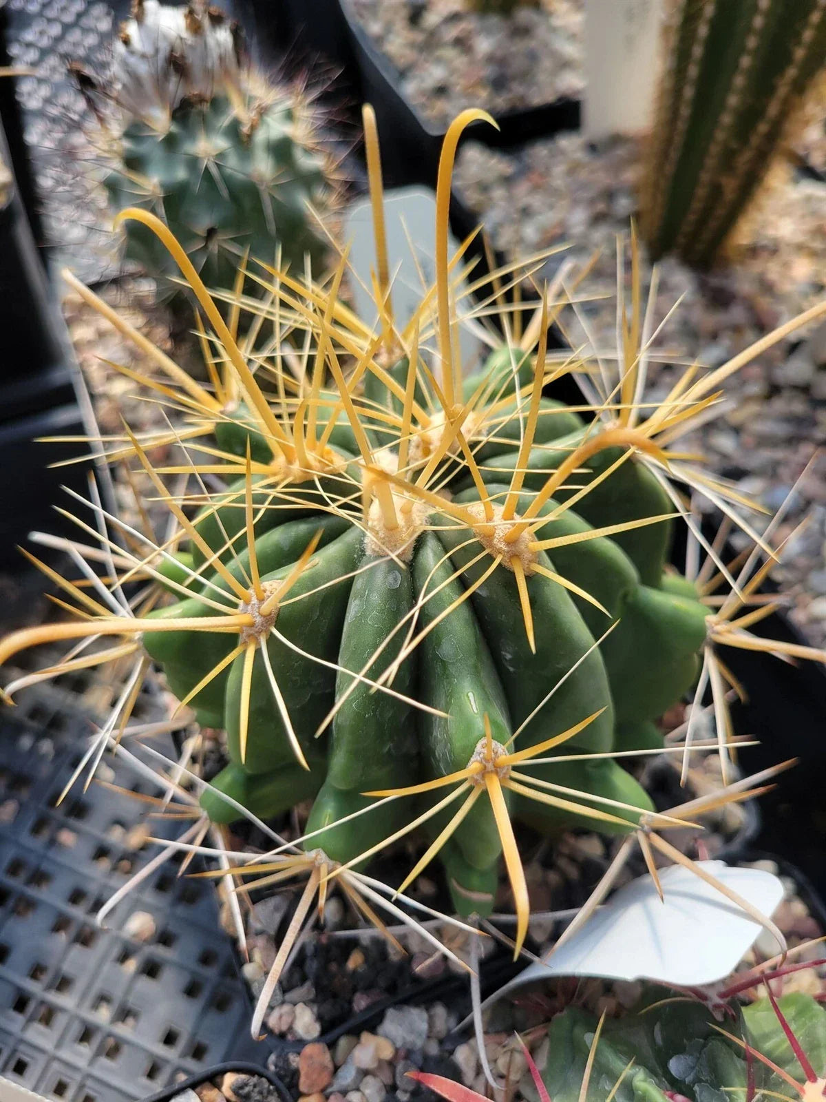 Ferocactus wislizeni f. flavispinus Cactus - Succulent Plant - Yellow Spines - Unique Desert Decor