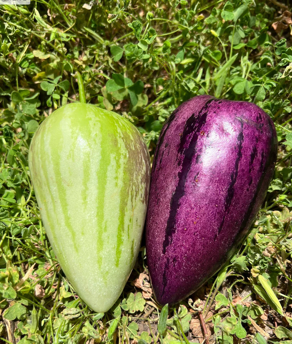 Pepino Melon Cuttings - 8 Delicious Varieties, 4 Gold & 4 Purple, Solanum muricatum