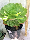 Large Rooted Aeonium Arboreum Succulent Green Rose - 15" Tall x 8.5" Wide