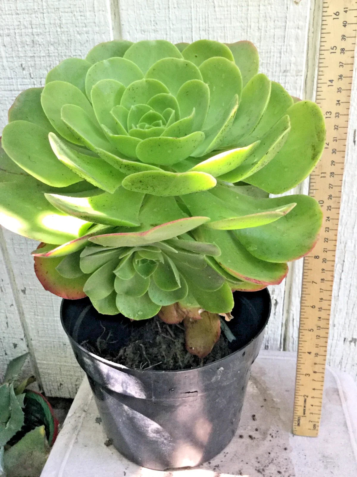 Large Rooted Aeonium Arboreum Succulent Green Rose - 15" Tall x 8.5" Wide