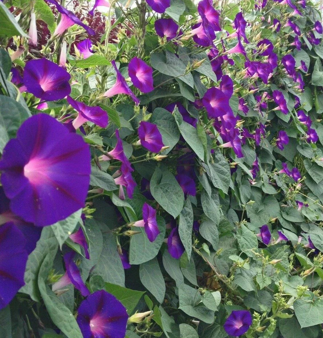 Morning Glory Seeds 30+ Pack, Purple Grandfather Ott, Ipomoea Annual Flower, Garden Planting, Free Shipping