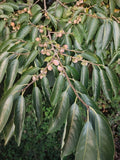 Date Plum Tree Seeds - 100 Pack - Diospyros Lotus - Persimmon Seeds - Grow Your Own Fruit Tree - Free Shipping