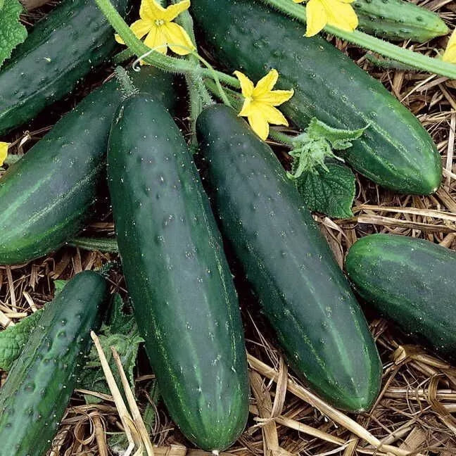Spacemaster 80 Cucumber Seeds - 50+ Heirloom Organic Non-GMO - Fresh Cucumis sativus