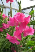 Evie Jones Sweet Pea Seeds - 50+ Seeds for Garden Planting - Lathyrus odoratus - USA - Free Shipping