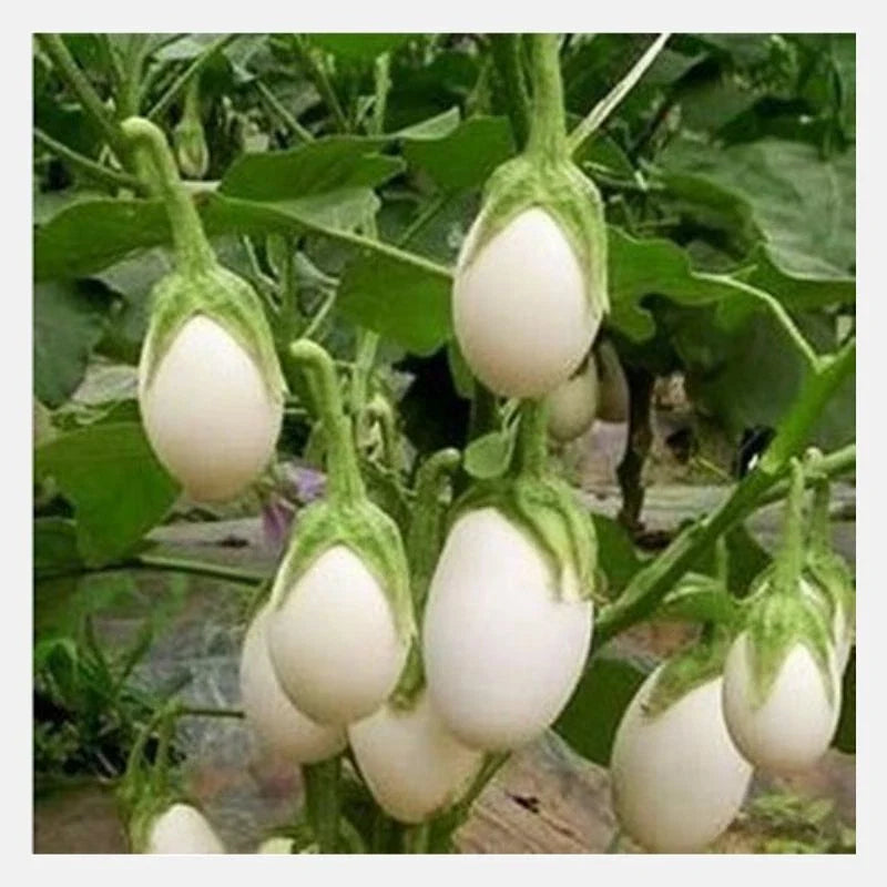 White Egg Eggplant Seeds - 50+ Non-GMO Vegetable Seeds - Solanum Melongena - USA Grown, Free Shipping