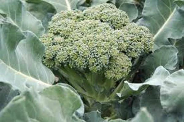 Broccoli Seeds - 25+ Heirloom Waltham 29 Seeds - Delicious & Healthy - Brassica oleracea