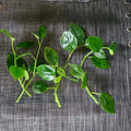 Peperomia 'Cupid' Cuttings - 6 No Root Stem Cuttings - Indoor Houseplant - Easy Care, Low Light Varieties