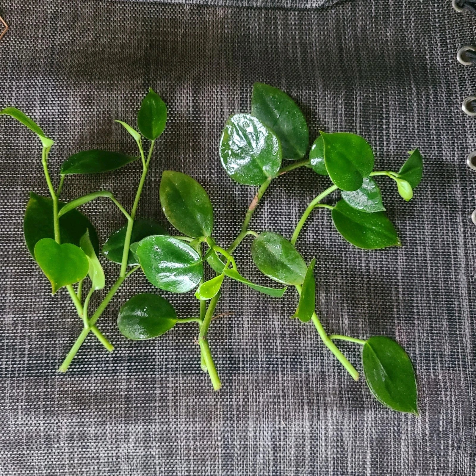 Peperomia 'Cupid' Cuttings - 6 No Root Stem Cuttings - Indoor Houseplant - Easy Care, Low Light Varieties