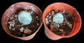 Moonstone Succulent Baby Cutting - Live Fresh Rooted Plant - Crassula Perforata