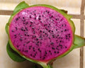 Dragon Fruit Plant 3" Pot Hylocereus Edgar's Baby Rooted