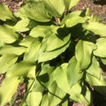 Golden Tiara Hosta Plant - Smaller Bare Root Perennial with Purple Flowers - Hosta 'Golden Tiara'