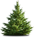 White Pine Tree Seeds - 50 Count - Pinus strobus - Ideal for Planting, Gardening, Landscaping