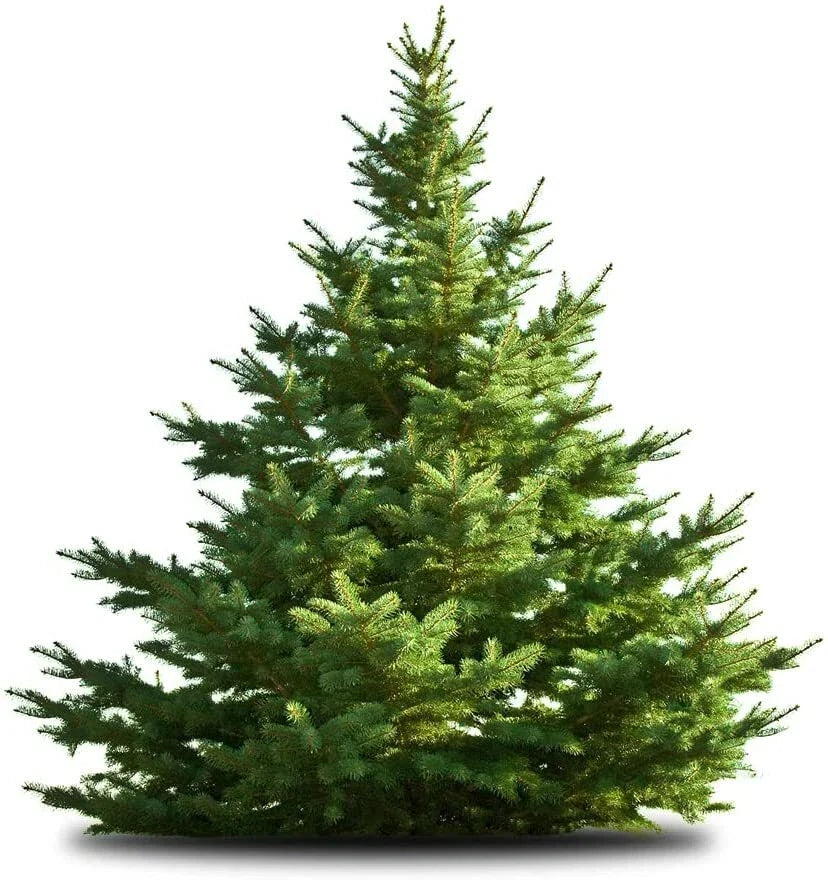 White Pine Tree Seeds - 50 Count - Pinus strobus - Ideal for Planting, Gardening, Landscaping