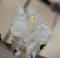 Thanksgiving/Christmas Cactus Cuttings 2-Pack White Flamenco Schlumbergera No Roots Fringed Flowers