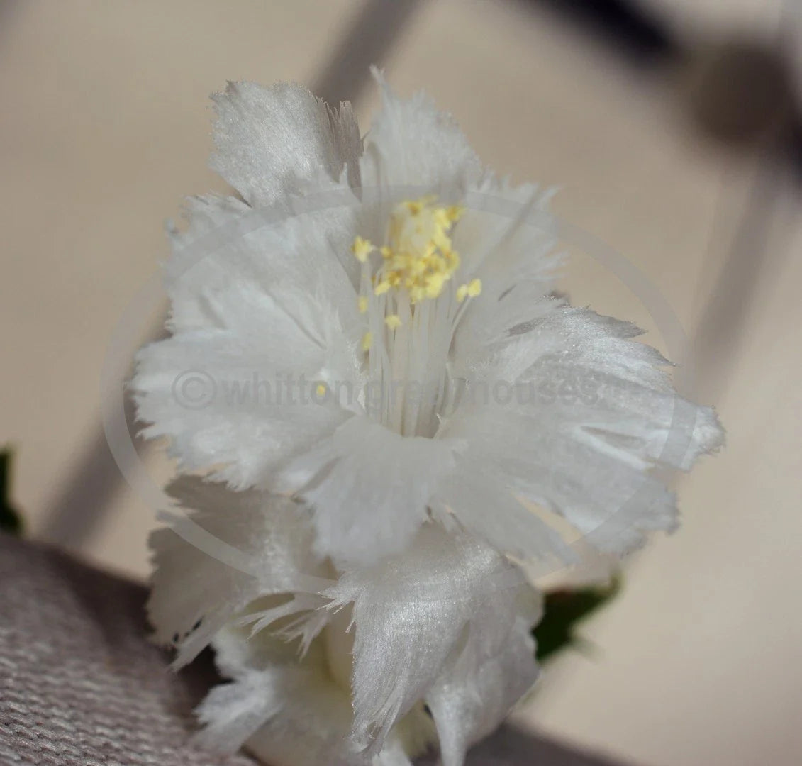 Thanksgiving/Christmas Cactus Cuttings 2-Pack White Flamenco Schlumbergera No Roots Fringed Flowers