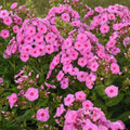 Prismatic Pink Phlox Seeds, 100+ Count, Garden Planting, Phlox paniculata, USA, Free Shipping