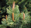 Bristlecone Pine Tree Seeds for Planting, 30 Seeds, Pinus aristata, Drought-Tolerant, Hardy Conifer