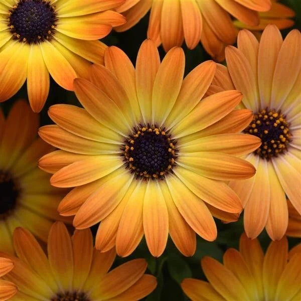Orange Cape Daisy Seeds - 200+ Count for Garden Planting - Dimorphotheca sinuata - USA Grown - FREE SHIPPING