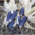 20 Seeds - Blue Shaman Popcorn Heirloom - Zea mays everta - Non-GMO, Organic, Free Shipping