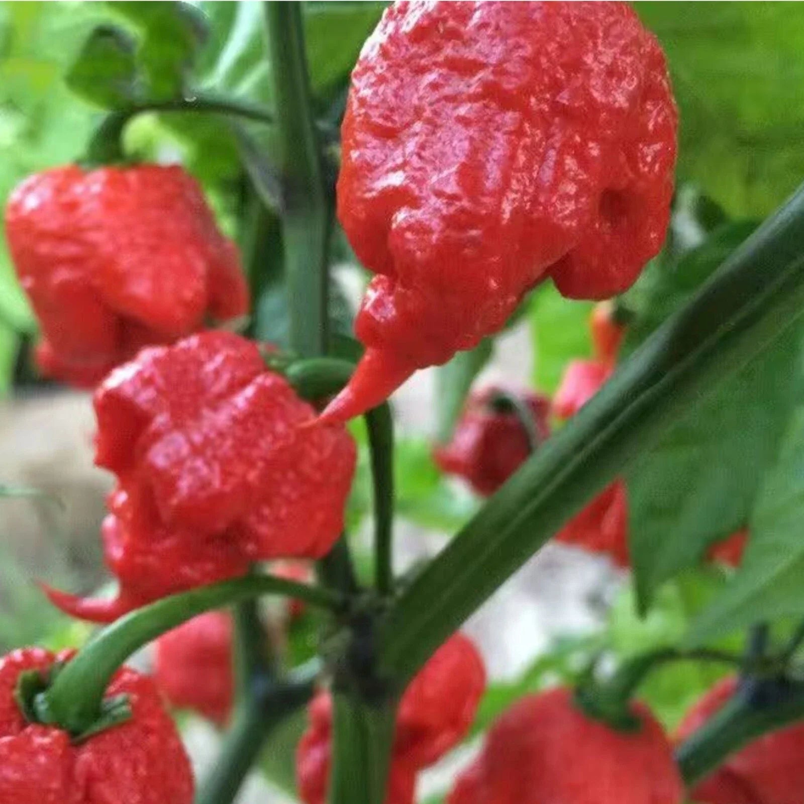 Ghost Pepper Seeds - 50pcs Non-GMO Heirloom Super Hot Chili Peppers - Capsicum chinense