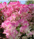 4” Pot Bougainvillea Plant, Cherry Blossom Variety, Rooted (Bougainvillea spp.)