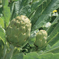 Green Globe Artichoke Seeds, Heirloom, Non-GMO, French Variety, Cynara scolymus