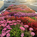 200 Sedum Seeds Mix - Rare Stonecrop Varieties | Drought Tolerant Ground Cover | Free Shipping