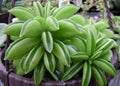 Peperomia Dolabriformis Plant - 4" Diameter - Rare Prayer Plant - Indoor Houseplant