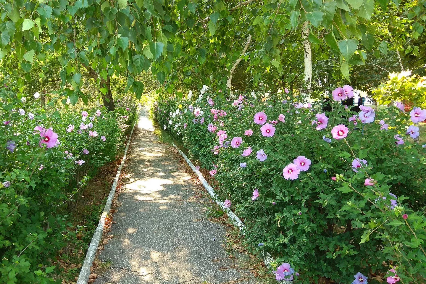 Rose of Sharon Cuttings 16 Rooting Stem Cuttings Hibiscus Syriacus Flowering Bush Hedge