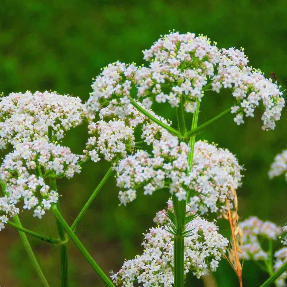Anise Seed Herb Seeds - 250+ Fresh Seeds - Pimpinella anisum - Culinary Spice Planting