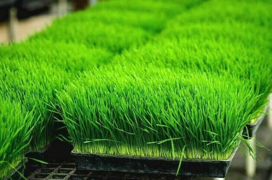 Organic Wheat Grass Seeds 1 oz for Sprouting and Juicing, Rich in Vitamins B, C, K, Folic Acid, and Fiber
