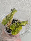 Variegated Begonia Plant - Small Leaf 'Dainty Spray' Sport - Begonia 'Dainty Spray' with New Growth