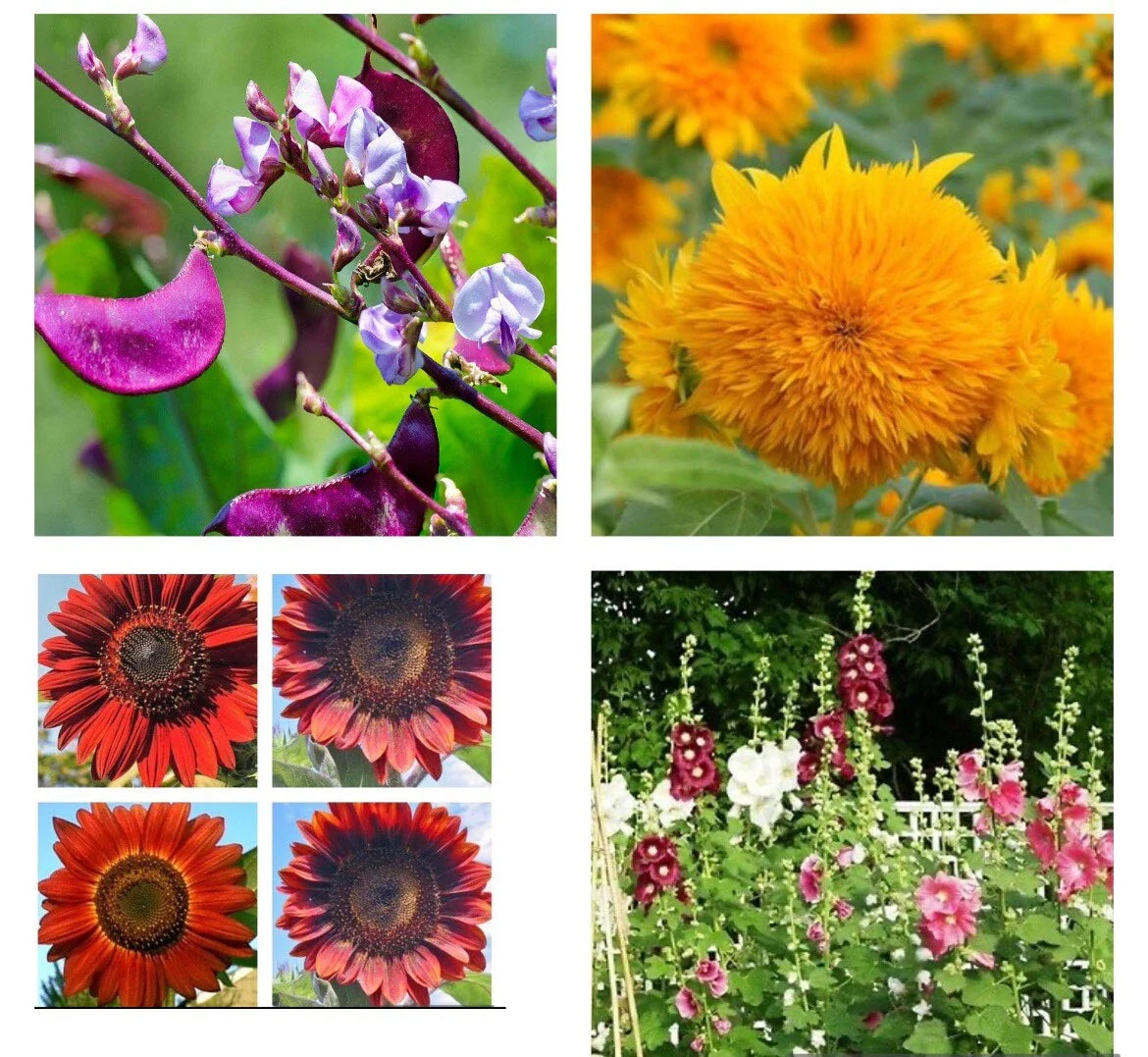 Flower Seeds - Purple Hyacinth Bean, Teddy Bear Sunflower, Red Sunflower, Indian Hollyhock - Garden Planting Mix