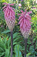 Pink South African Torch Lily Seeds - 25 Perennial Flower Seeds - Kniphofia uvaria - US Seller