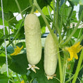White Wonder Cucumber Seeds - 50+ Heirloom Organic Non-GMO - Rare Variety - Cucumis sativus