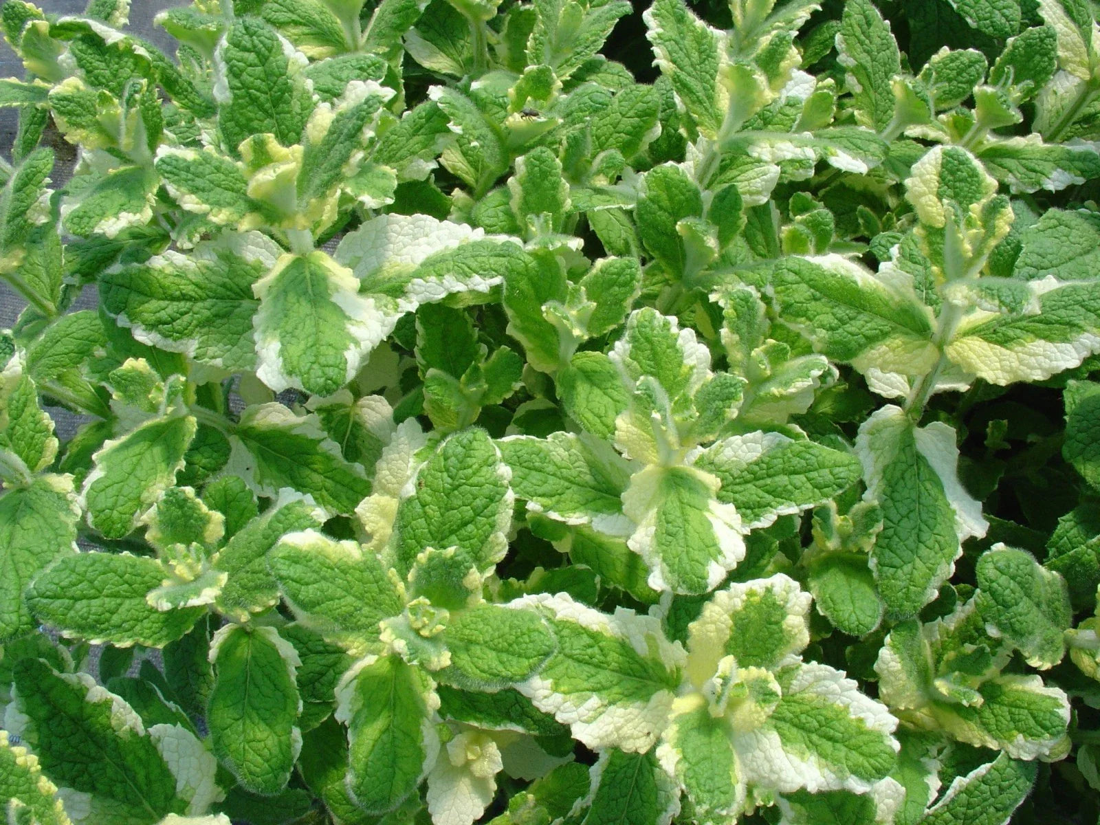 Pineapple Mint Seeds - 1000 Rare Medicinal Herb Seeds with Aromatic Flavor - Mentha suaveolens
