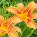 Daylily Plants - 5 Bare Root Orange Lilies - Hemerocallis - Low Maintenance Perennials for Full Sun Garden