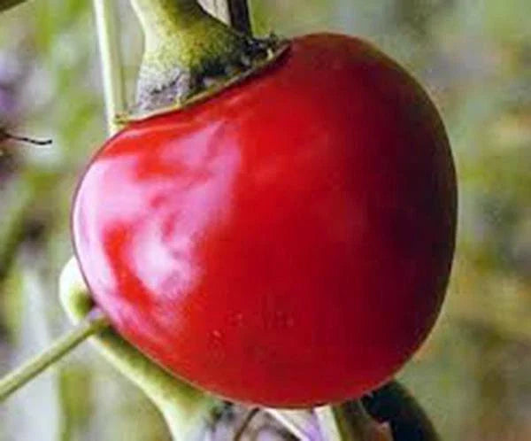 Large Hot Cherry Pepper Seeds, Heirloom, Non-GMO, 20+ Seeds, Capsicum annuum, Spicy Hot Pepper Variety