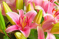 Pink Passion Lily Bulbs - 5 Pack - Lilium 'Pink Passion' - Perennial Flowering Plant for Gardens and Landscapes