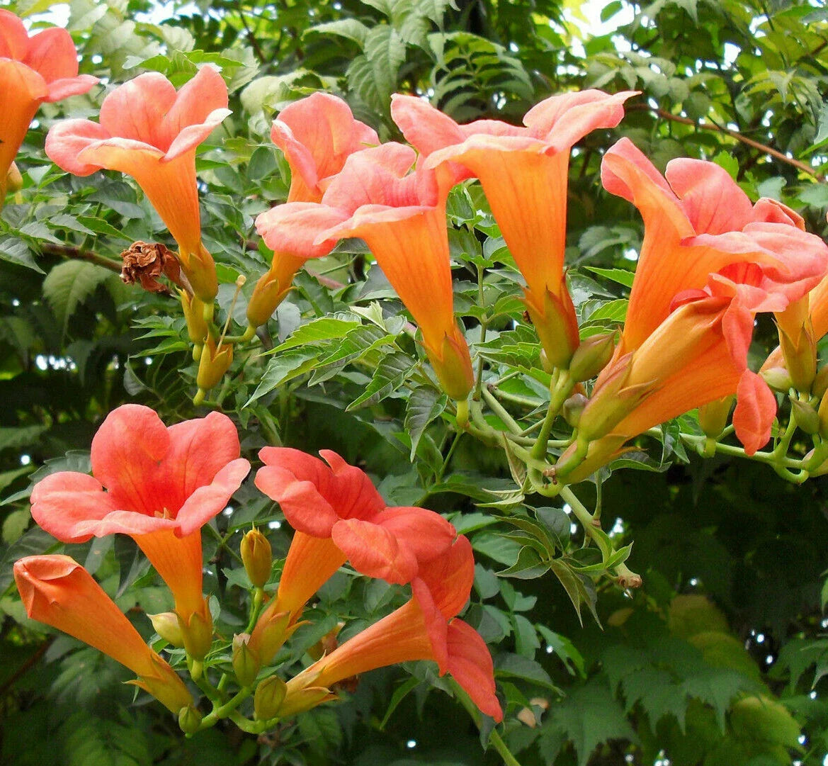 Trumpet Creeper Seeds - 100+ Perennial Flower Vine Seeds (Campsis radicans) - USA Seller