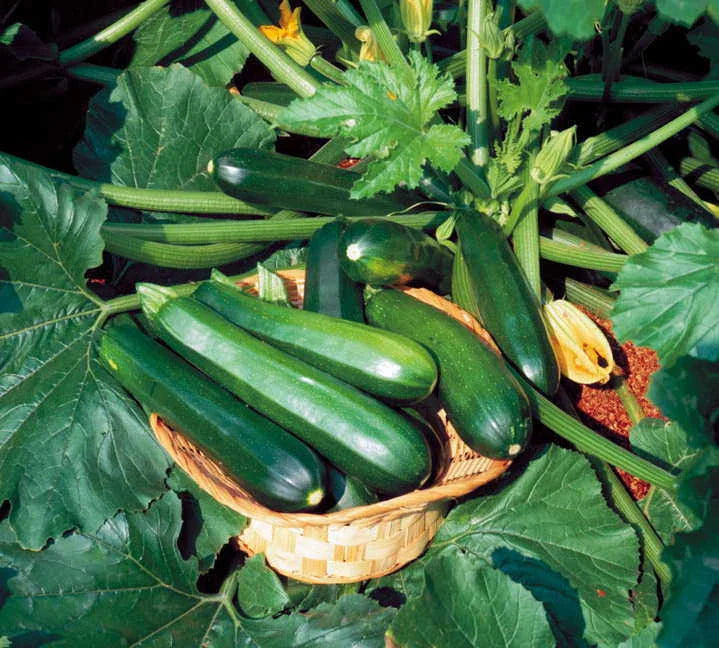 Zucchini Seeds - Black Beauty Variety - Fresh Heirloom Vegetable Seeds - Cucurbita pepo