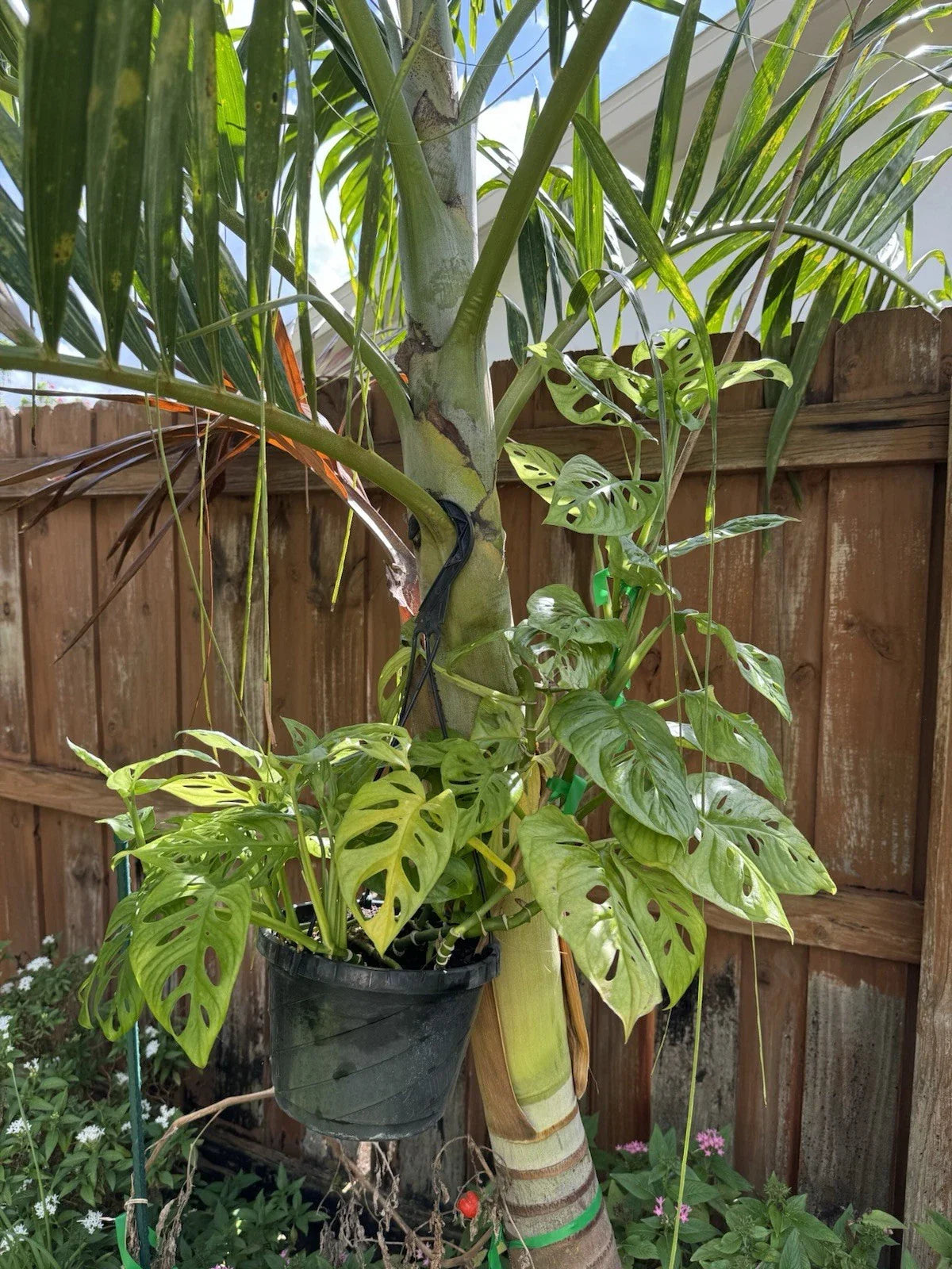 Swiss Cheese Monstera Rooted Cutting | Monstera adansonii | Indoor Houseplant