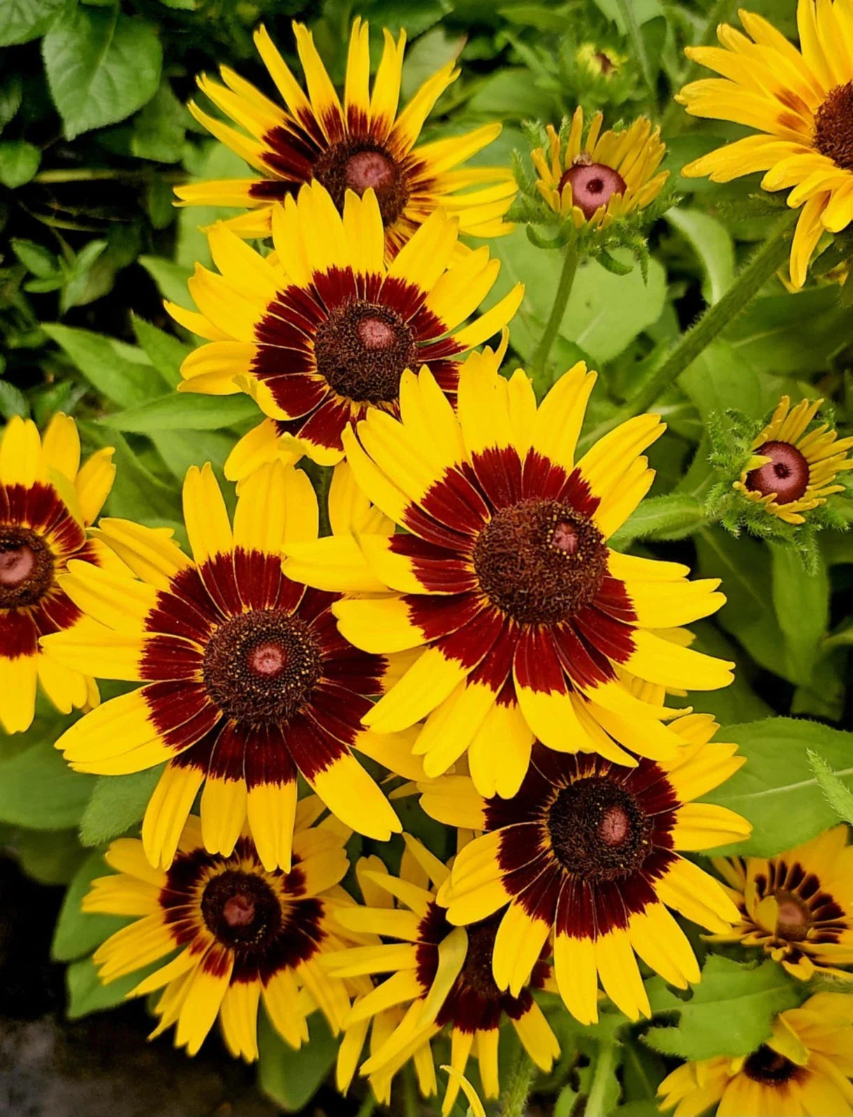 Gloriosa Daisy Seeds 200+ Heirloom Rudbeckia hirta Toto Rustic Coneflower USA