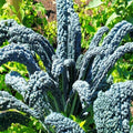 Nero di Toscana Kale Seeds - Black Palm Italian Variety - Cavolo Nero for 2025 Planting