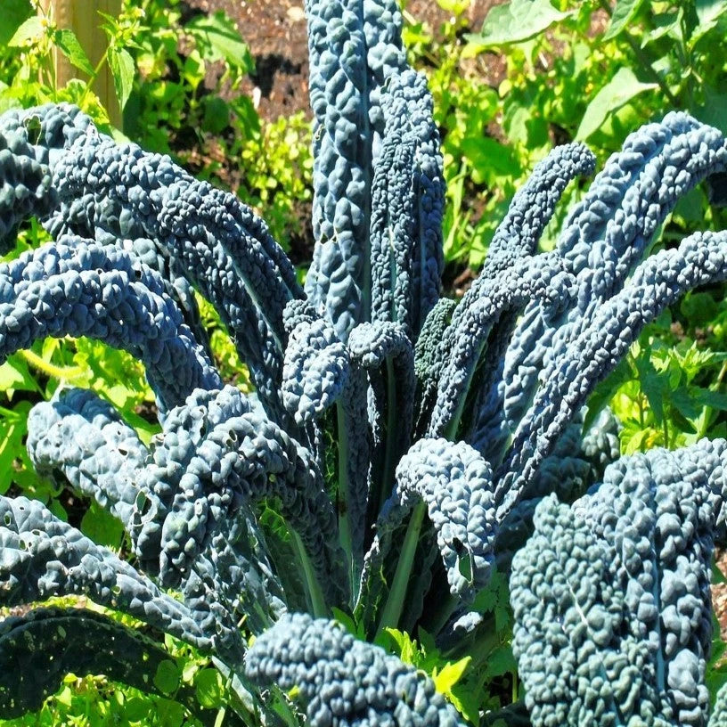 Nero di Toscana Kale Seeds - Black Palm Italian Variety - Cavolo Nero for 2025 Planting