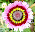 Painted Daisy Seeds - 200+ Yellow Red Pink Variety - Perfect for Garden - USA Grown