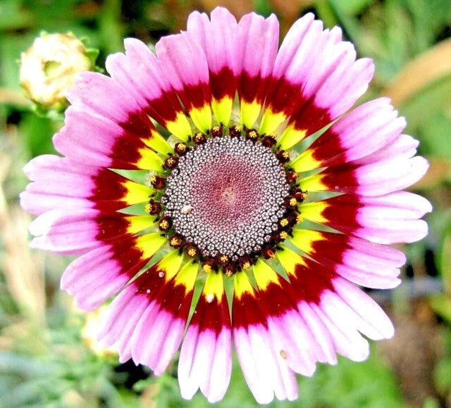 Painted Daisy Seeds - 200+ Yellow Red Pink Variety - Perfect for Garden - USA Grown