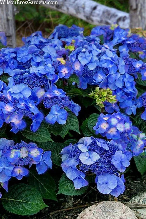 Hydrangea Cuttings 5 Rooted Pop Star Blue Pink Varieties Hydrangea macrophylla