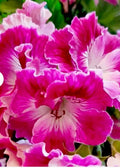 Rare Pink and White Streaks Geranium Live Plant, 10 Inches Tall, Perennial, Pelargonium hortorum