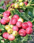 5 Blueberry Pink Lemonade Starter Plants - Edible Fruit Vaccinium Rabbiteye - Compact Shrub for Mild Climates, Zones 4-9